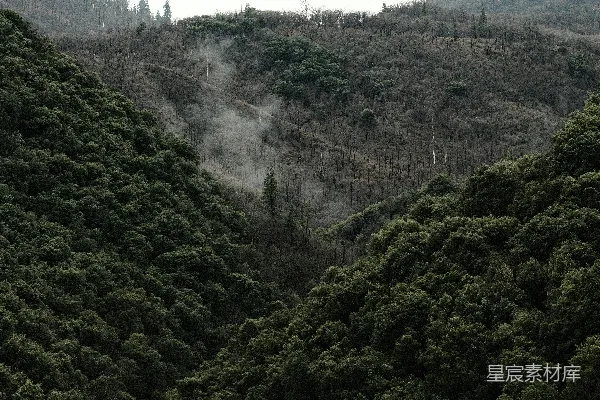 高清摄影 森林与烟雾