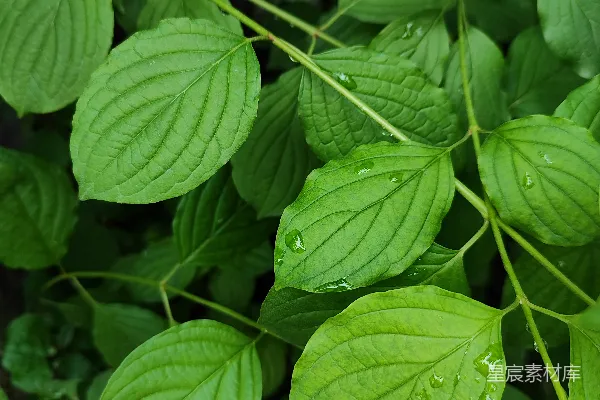 高清摄影 雨后清新绿叶