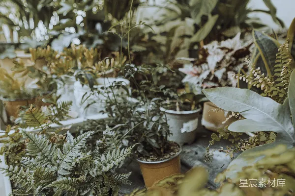 高清摄影 绿意盎然的室内植物