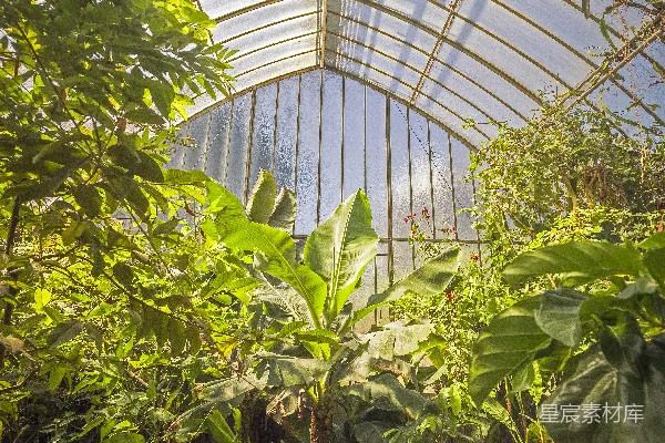 高清摄影 温室里的热带植物