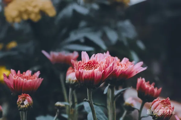 高清摄影 秋日花园中的粉红色菊花