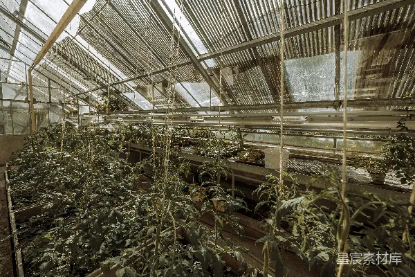 高清摄影 温室中的绿意盎然