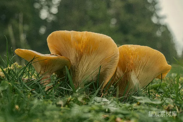 高清摄影 自然中的金黄蘑菇
