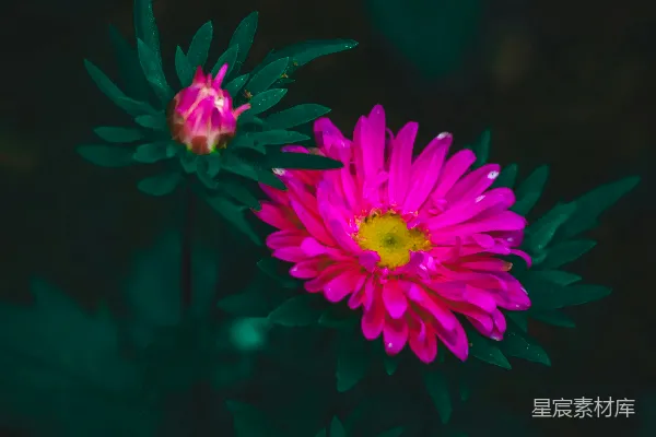 高清摄影 粉红色的菊花在夜间绽放