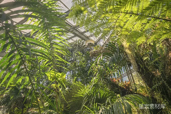 高清摄影 温室中的热带植物