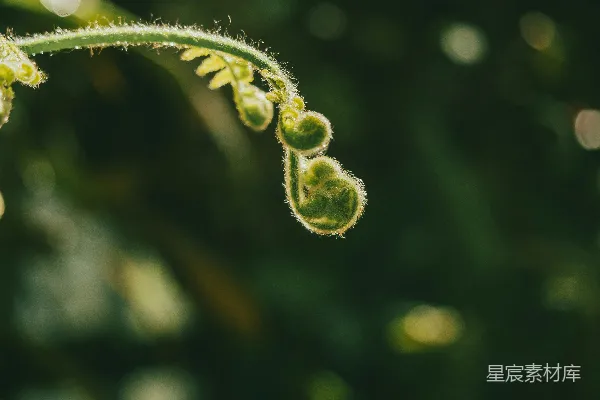 高清摄影 晨露中的蕨类植物嫩芽