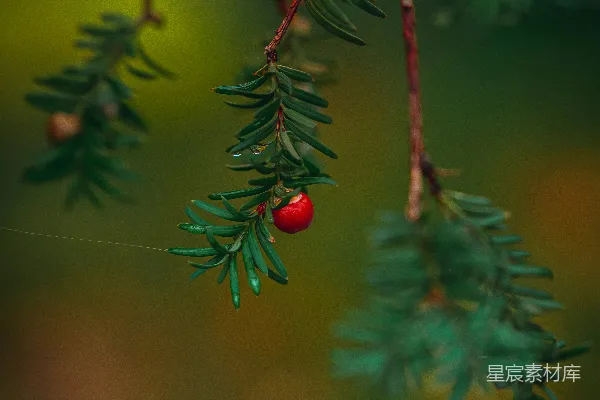 高清摄影 冬青果与针叶的自然之美