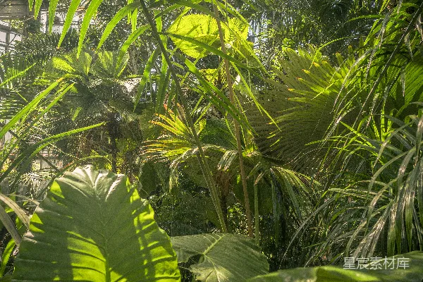 高清摄影 热带植物园的光影