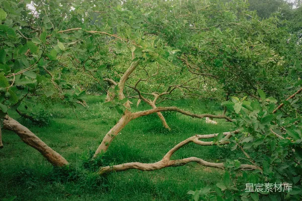 高清摄影 绿意盎然的自然景色