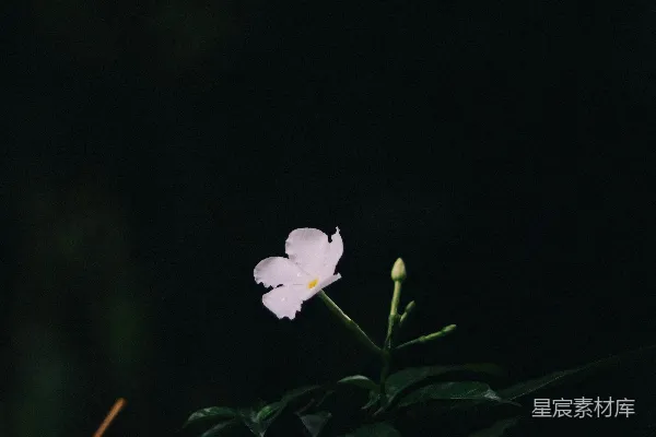 高清摄影 夜色中的孤花