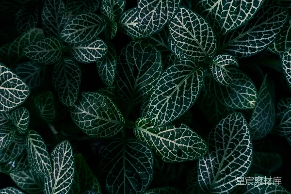 高清摄影 斑驳植物纹理