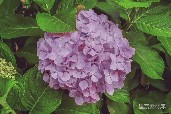 高清摄影 紫色绣球花