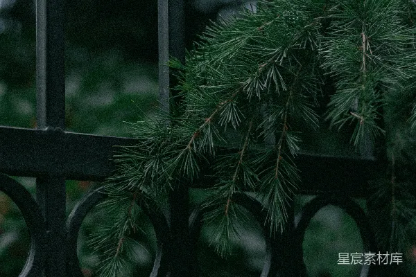 高清摄影 松枝与铁栏