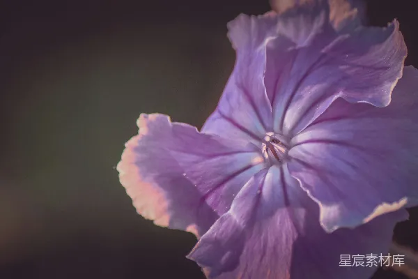 高清摄影 紫罗兰色的花蕊特写