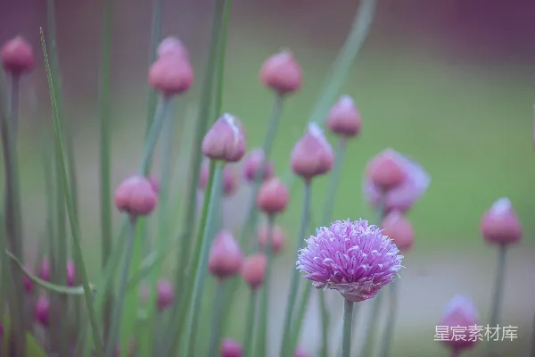 高清摄影 紫色葱花特写