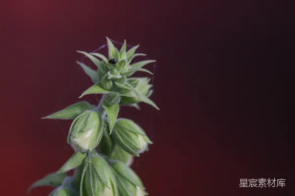 高清摄影 绿色花蕾与深色背景