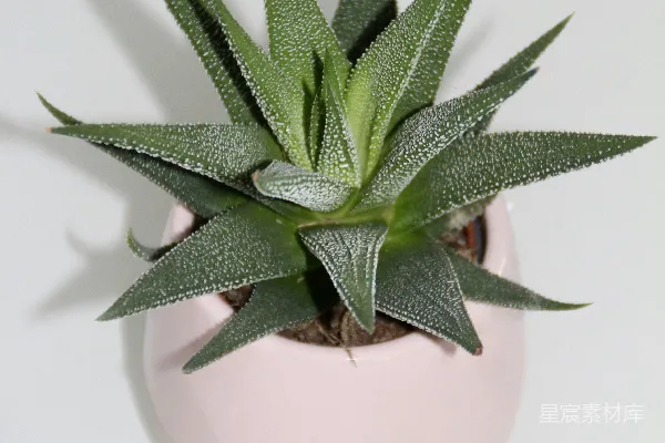 高清摄影 多肉植物与粉色花盆