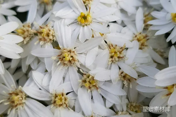 高清摄影 白花丛中的宁静