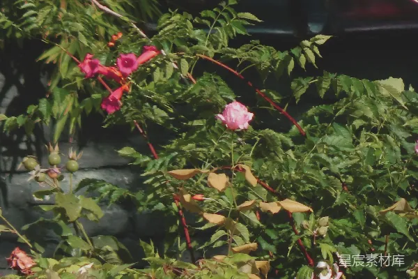 高清摄影 屋顶上的花与绿植