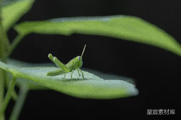 高清摄影 绿叶上的小蝗虫