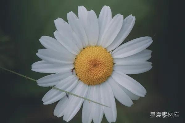 高清摄影 雏菊的宁静时刻