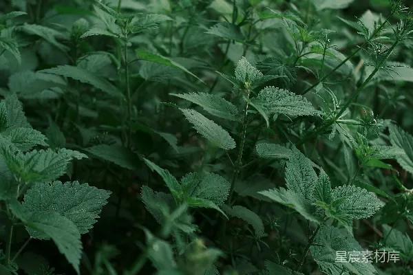 高清摄影 绿意盎然的植物