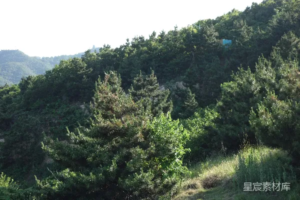 高清摄影 山林中的松树