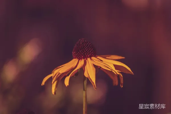 高清摄影 夕阳下的枯萎雏菊