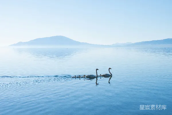 高清摄影 天鹅家庭在宁静湖面上的和谐时光