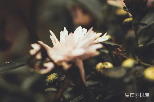 高清摄影 枯萎的花朵