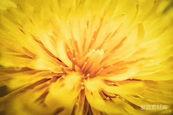 高清摄影 绽放的黄色花朵