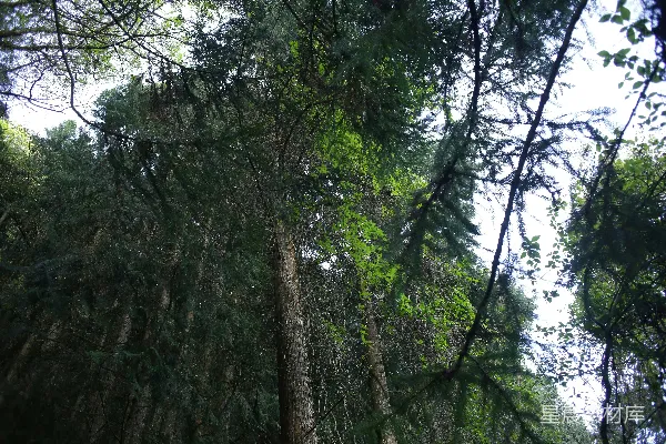 高清摄影 林间古树