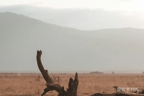 高清摄影 枯树与远山