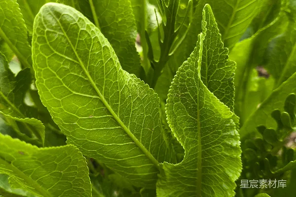 高清摄影 生机勃勃的绿叶特写