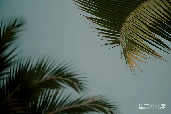 高清摄影 棕榈树的剪影