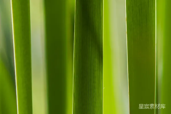 高清摄影 绿色植物叶片特写