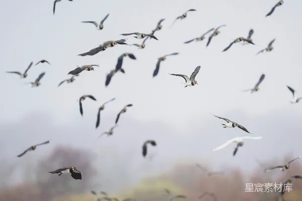 高清摄影 飞翔的麦鸡群