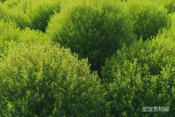 高清摄影 田野上的绿色植物