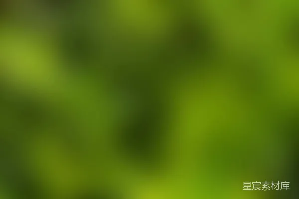 高清摄影 绿色渐变背景