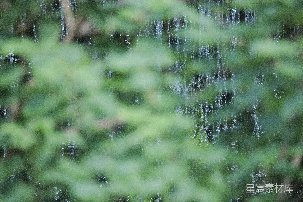 高清摄影 雨后绿叶与水珠