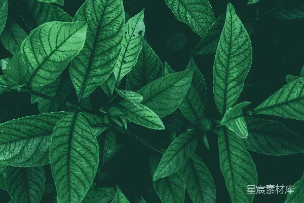 高清摄影 深绿色植物特写