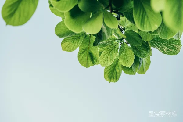 高清摄影 清新绿叶下的自然之美