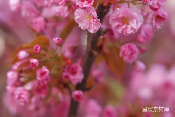 高清摄影 粉红色的樱花盛开