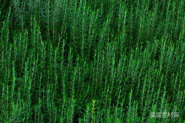 高清摄影 生机勃勃的绿色植物