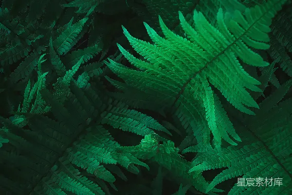 高清摄影 幽暗森林中的蕨叶