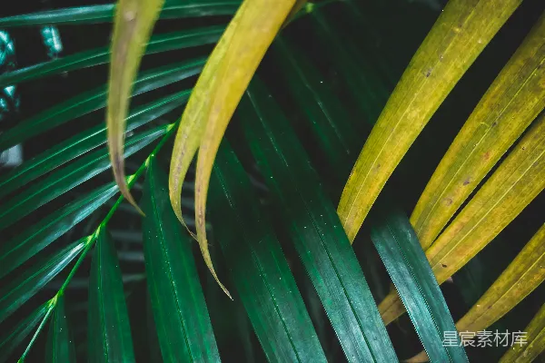 高清摄影 雨后热带植物