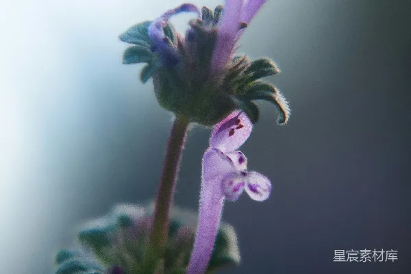 高清摄影 紫色花朵的梦幻时刻