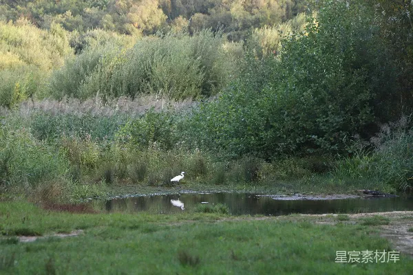 高清摄影 白鹭栖息于湿地