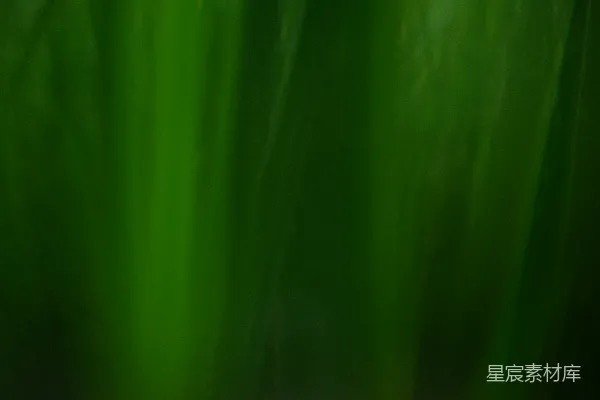 高清摄影 幽暗中的绿色植物