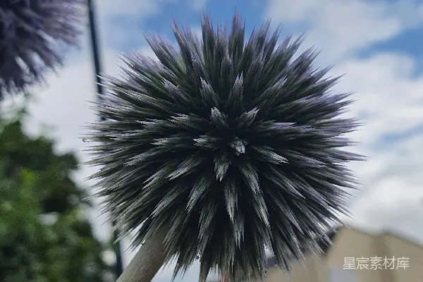 高清摄影 蓝色刺球花与城市背景